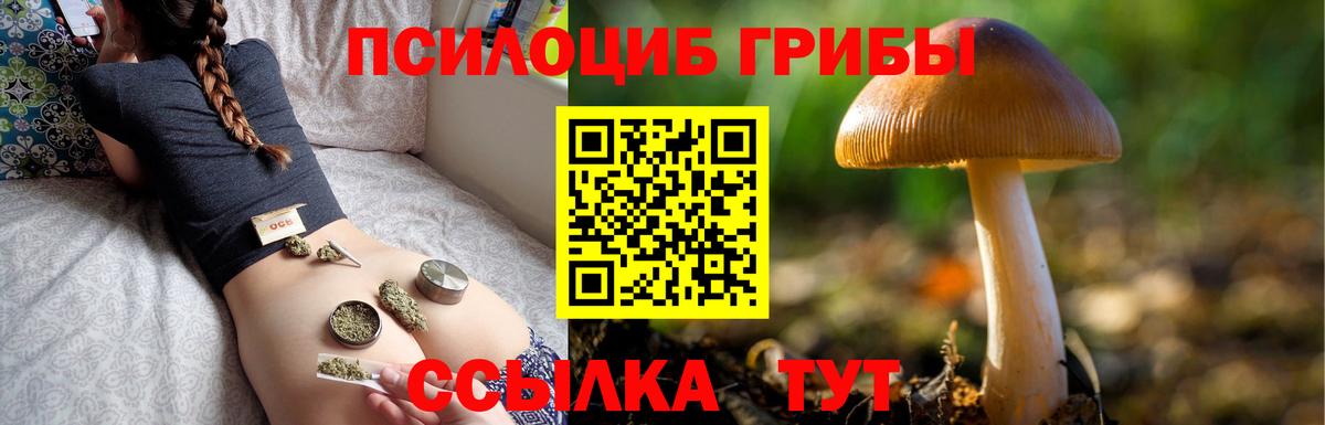 Псилоцибиновые грибы Psilocybe Калач-на-Дону